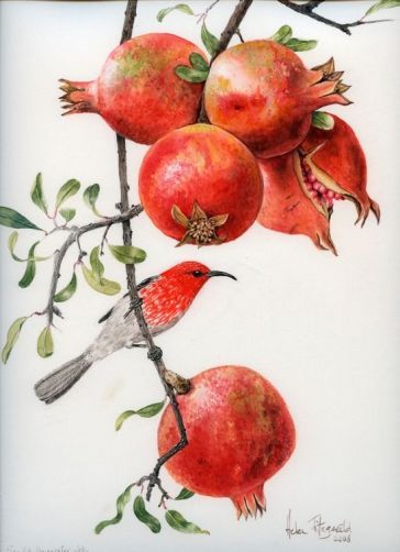 scarlet-honey-eater-in-pomegranate-968-helen-fitzgerald-botanical-wildlife-artist